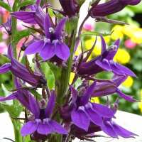 Read Carbeth Plants Reviews